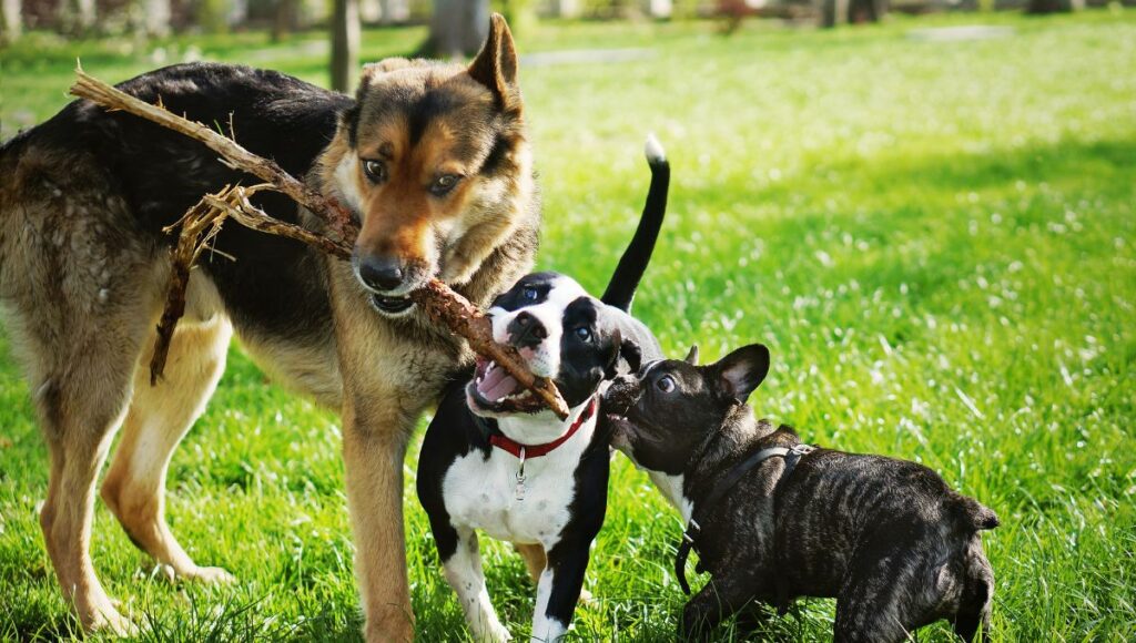 Tips To Teach Your Pooch How To Socialize