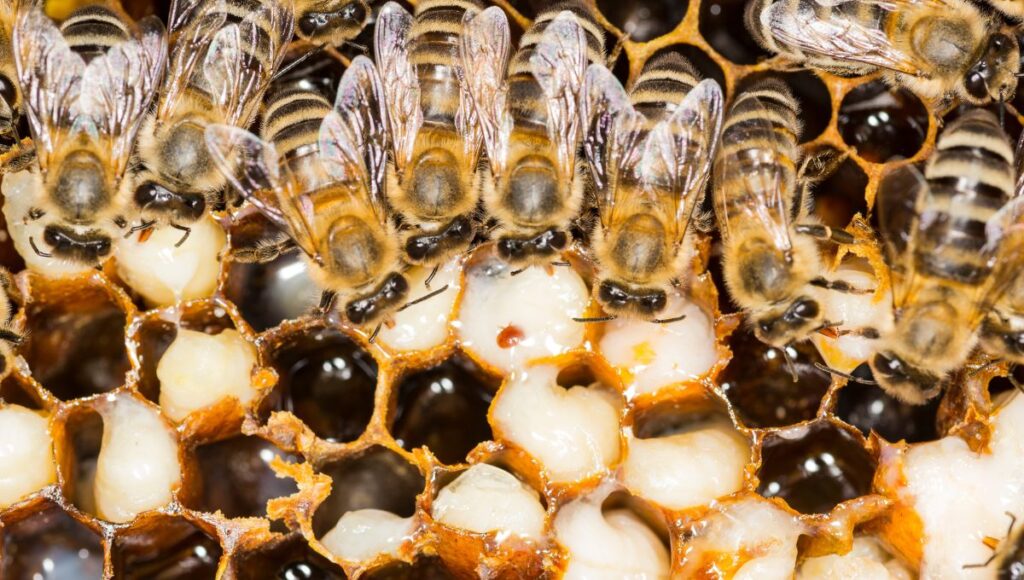 4 Problems To Watch Out for in Beekeeping
