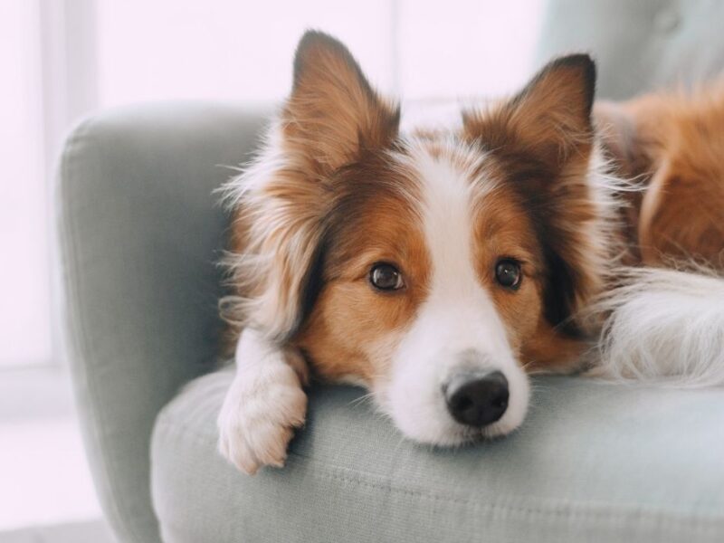 Steps for Reducing Separation Anxiety in Dogs