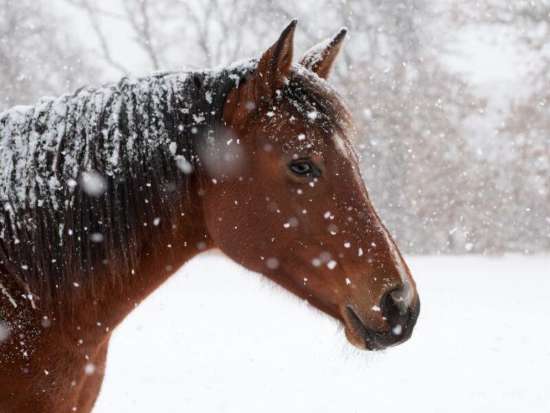 How To Get Through Your First Winter as a Horse Farmer