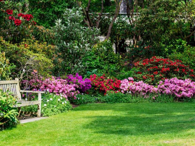 A backyard garden, up close, with various bushes and colorful flowers. A wooden bench sits amid the trees.