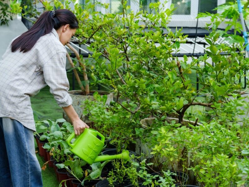 A young woman wearing jeans and a white flannel. She waters her backyard sustainable garden with a green watering pail.